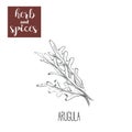 Arugula hand drawing. Herbs and spices. Royalty Free Stock Photo