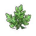 arugula hand-drawn illustration. arugula. Vector doodle style cartoon illustration