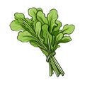 arugula hand-drawn illustration. arugula. Vector doodle style cartoon illustration