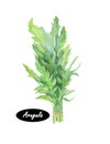 Arugula icon. Eruca sativa