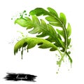 Arugula icon. Eruca sativa. Annual plant known as salad rocket, rucola rucoli rugula colewort roquette, and arugula Royalty Free Stock Photo