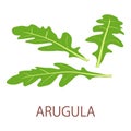 Arugula icon, isometric style Royalty Free Stock Photo