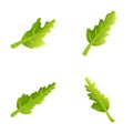Arugula icons set cartoon vector. Fresh green arugula leaf