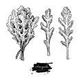 Arugula leaf hand drawn vector illustration set. Isolated Vegetable engraved style object. Detailed vegetarian food