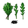 Arugula leaf hand drawn vector illustration set. Isolated Vegetable object