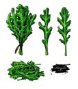 Arugula leaf hand drawn vector illustration set. Isolated Vegetable object.