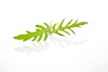 Arugula leaves . Royalty Free Stock Photo