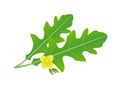 Arugula leaves with flowers on a white background.