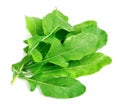 Arugula leaves Royalty Free Stock Photo
