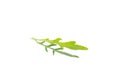 Arugula leaves an isolated on white background.clipping path Royalty Free Stock Photo