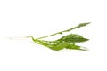 Arugula leaves isolated on white background. Fresh leafy green vegetable. Arugula can be used in various dishes, such as salads,