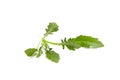 Arugula leaves isolated on white background. Fresh leafy green vegetable. Arugula can be used in various dishes, such as salads,