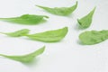 Arugula Leaves. Leaf Royalty Free Stock Photo