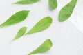 Arugula Leaves. Leaf Royalty Free Stock Photo