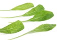 Arugula Leaves. Leaf Royalty Free Stock Photo