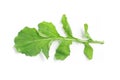 Arugula Leaves. Rucula Royalty Free Stock Photo