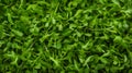 Arugula lettuce green leaves background