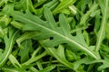 Arugula, rocket salad, green leaves, close-up, from above Royalty Free Stock Photo