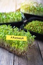 Arugula microgreen sprouts