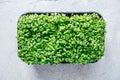 Arugula microgreens sprouts in plastic container top view