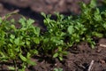 Arugula plant growing in organic vegetable garden Royalty Free Stock Photo