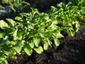 Arugula plant growing in organic vegetable garden Royalty Free Stock Photo