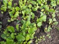 Arugula plant growing in organic vegetable garden Royalty Free Stock Photo