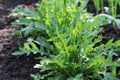 Arugula plant growing in organic vegetable garden. Royalty Free Stock Photo