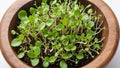arugula plant sprouts micro green in wooden bowl, white background, top view. Ready to eat for vegetarian salad