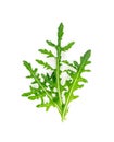 Arugula, Arugula, Ruccola Leaves, Rucola, Eruca or Roquette Salad Royalty Free Stock Photo