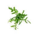 Arugula, Arugula, Ruccola Leaves, Rucola, Eruca or Roquette Salad Royalty Free Stock Photo