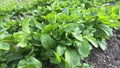 Arugula ruccola plant on the garden bed on a windy day.