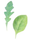 Arugula rucola rocket salad and spinach. Fresh green leaves isolated on white background. Watercolor hand drawn