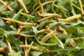 Arugula salad and golden Enoki mushrooms