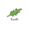 Arugula salad or rucola leaves hand drawn cartoon doodle vector illustration