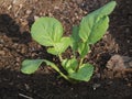 Arugula seedling (Eruca sativa) Royalty Free Stock Photo