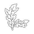 Arugula spices. Cooking ingredient. Line icon. Editable stroke size. Vector sketch illustration.