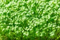 Arugula sprouts, close up, garden rocket microgreens, Eruca vesicaria