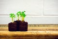 Arugula sprouts in seedling starters with white brick wall (three horizontal wide)