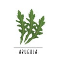arugula vector illustration. Herbs and spices Royalty Free Stock Photo