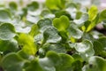 Arugula. young green rocket leaves Royalty Free Stock Photo