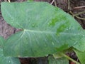 Arui leaf looking nice and attractive. Royalty Free Stock Photo