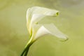 Arum Calla flowers Royalty Free Stock Photo