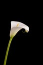 Arum or Calla Lilly against black background Royalty Free Stock Photo