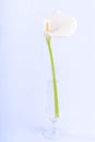 Arum or Calla Lilly against white background Royalty Free Stock Photo