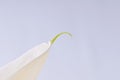 Arum or Calla Lilly against white background Royalty Free Stock Photo