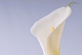 Arum or Calla Lilly against white background Royalty Free Stock Photo