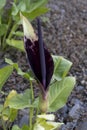 Arum dioscoridis Royalty Free Stock Photo