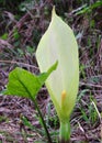 Italian arum or Italian lords and ladies in full bloom. Royalty Free Stock Photo