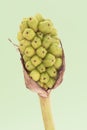 Arum italicum Italian arum ripening fruits of this curious pineapple-like plant with yellow-green or orange-colored fruits